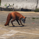 Image for article titled My Journey To Photograph All The Wildlife In The Division 2